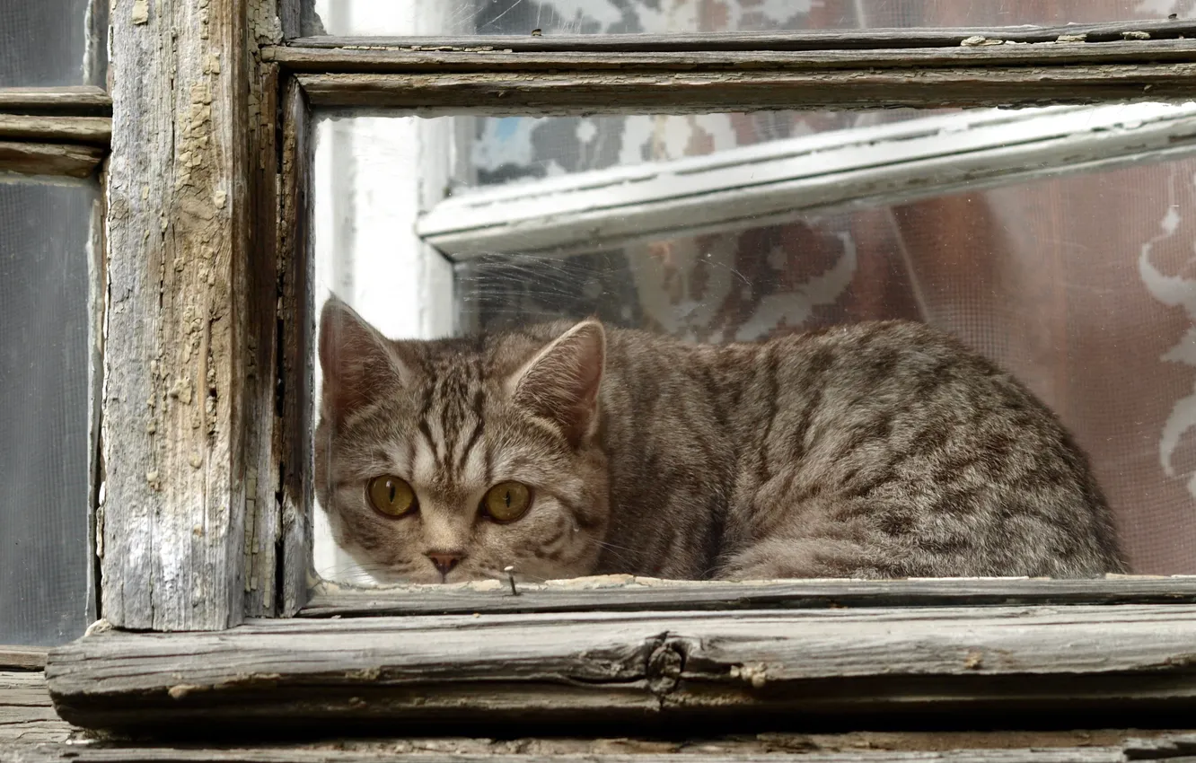 Фото обои кошка, взгляд, окно