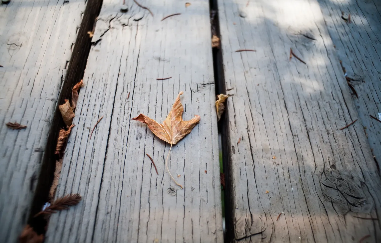 Фото обои осень, листок, сухой