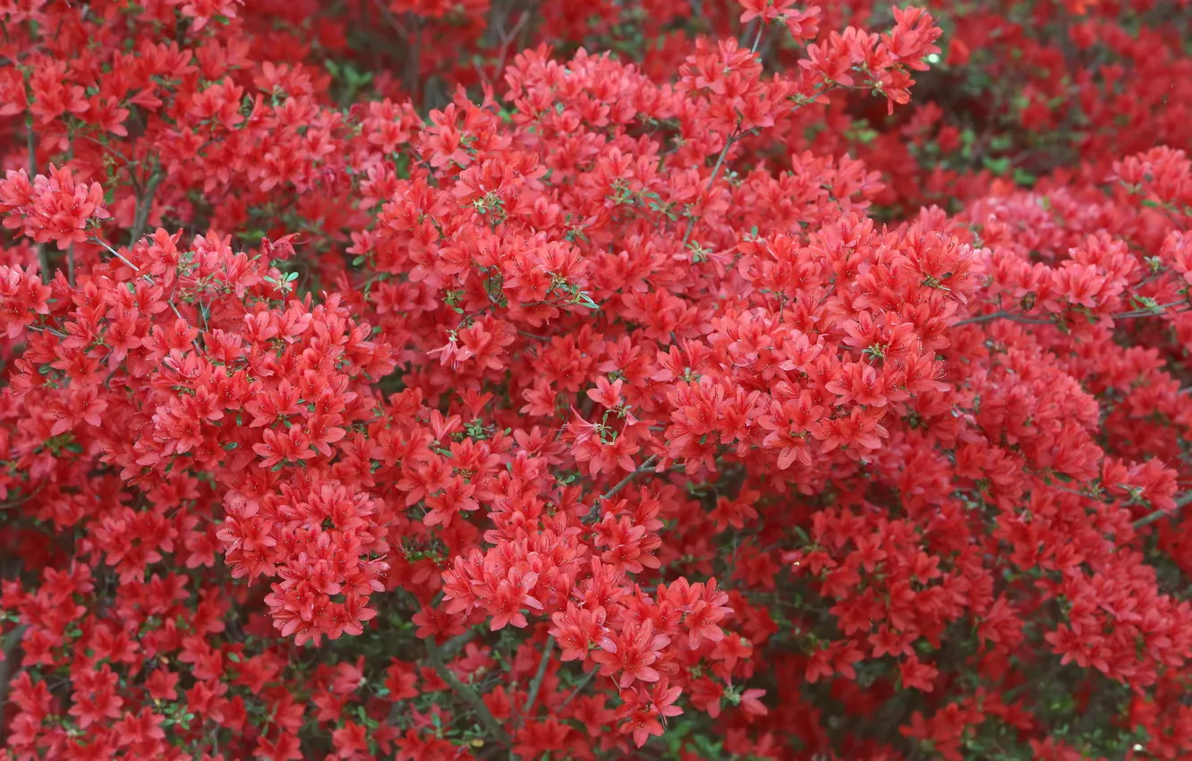 Фото обои цветы, природа, красные, кусты, рододендрон