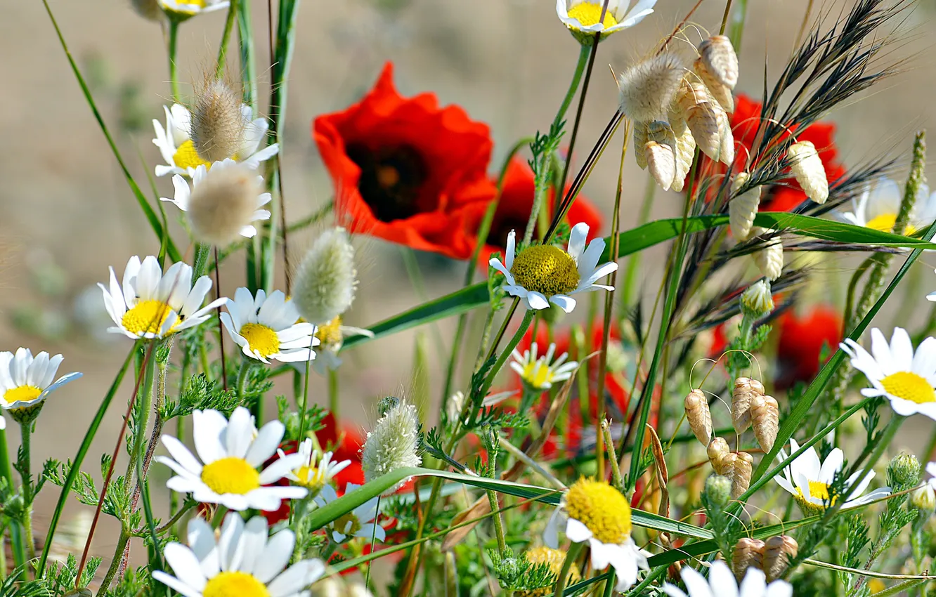 Фото обои поле, трава, мак, ромашки, луг