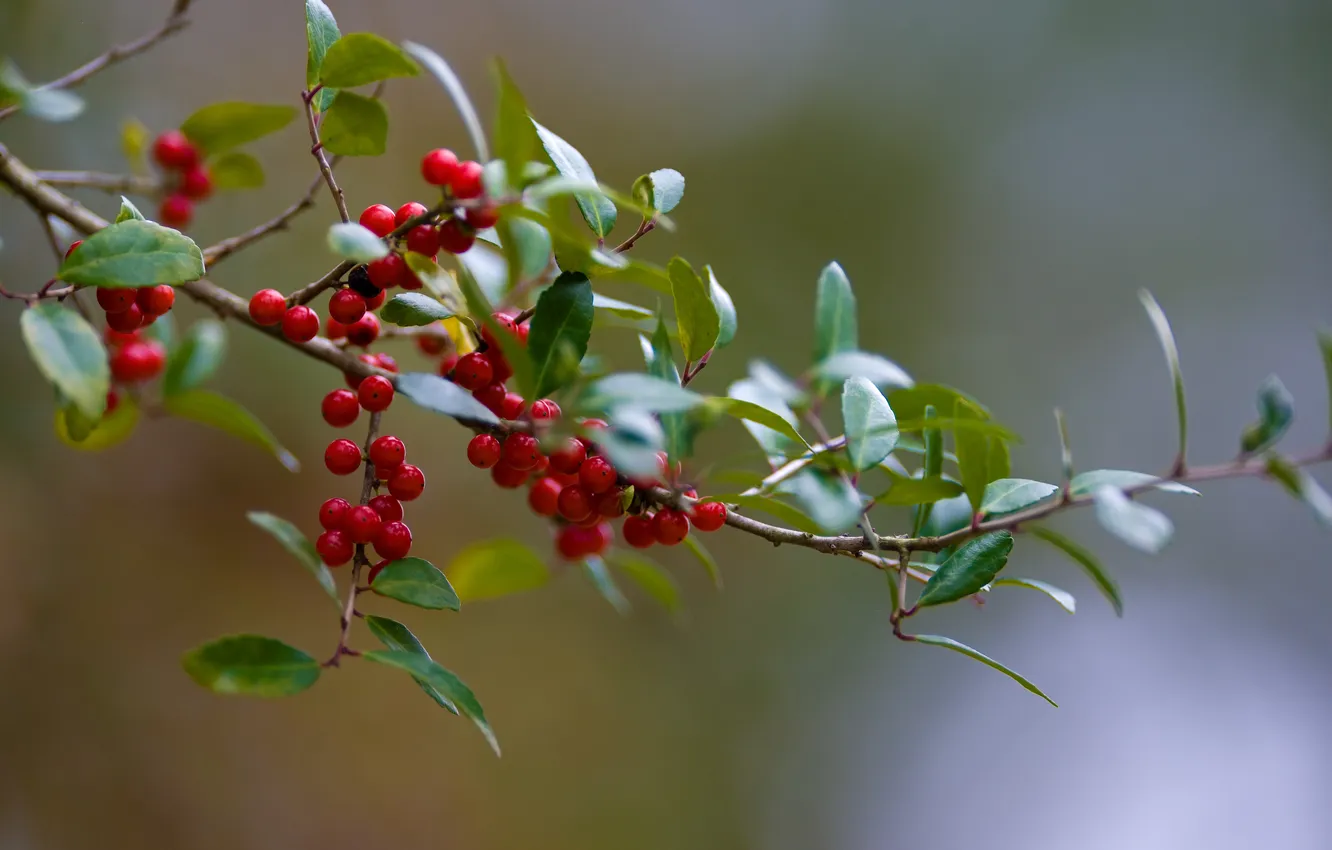Фото обои листья, макро, природа, ягоды, листва, ветка, ветвь, Canon EOS-1D Mark III