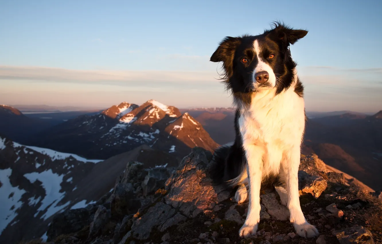 Фото обои взгляд, горы, собака, Бордер-колли