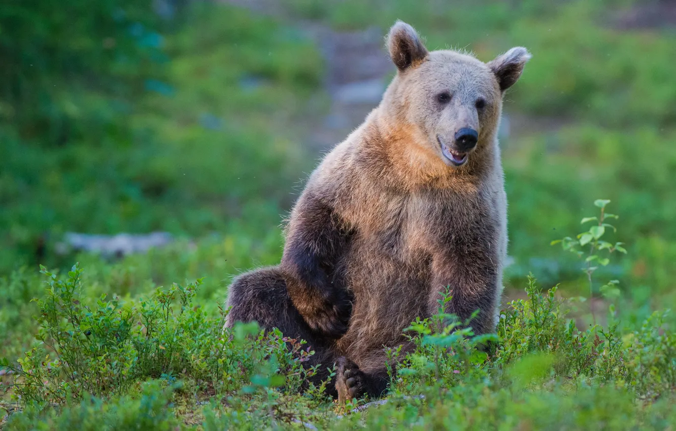 Фото обои медведь, бурый медведь, топтыгин