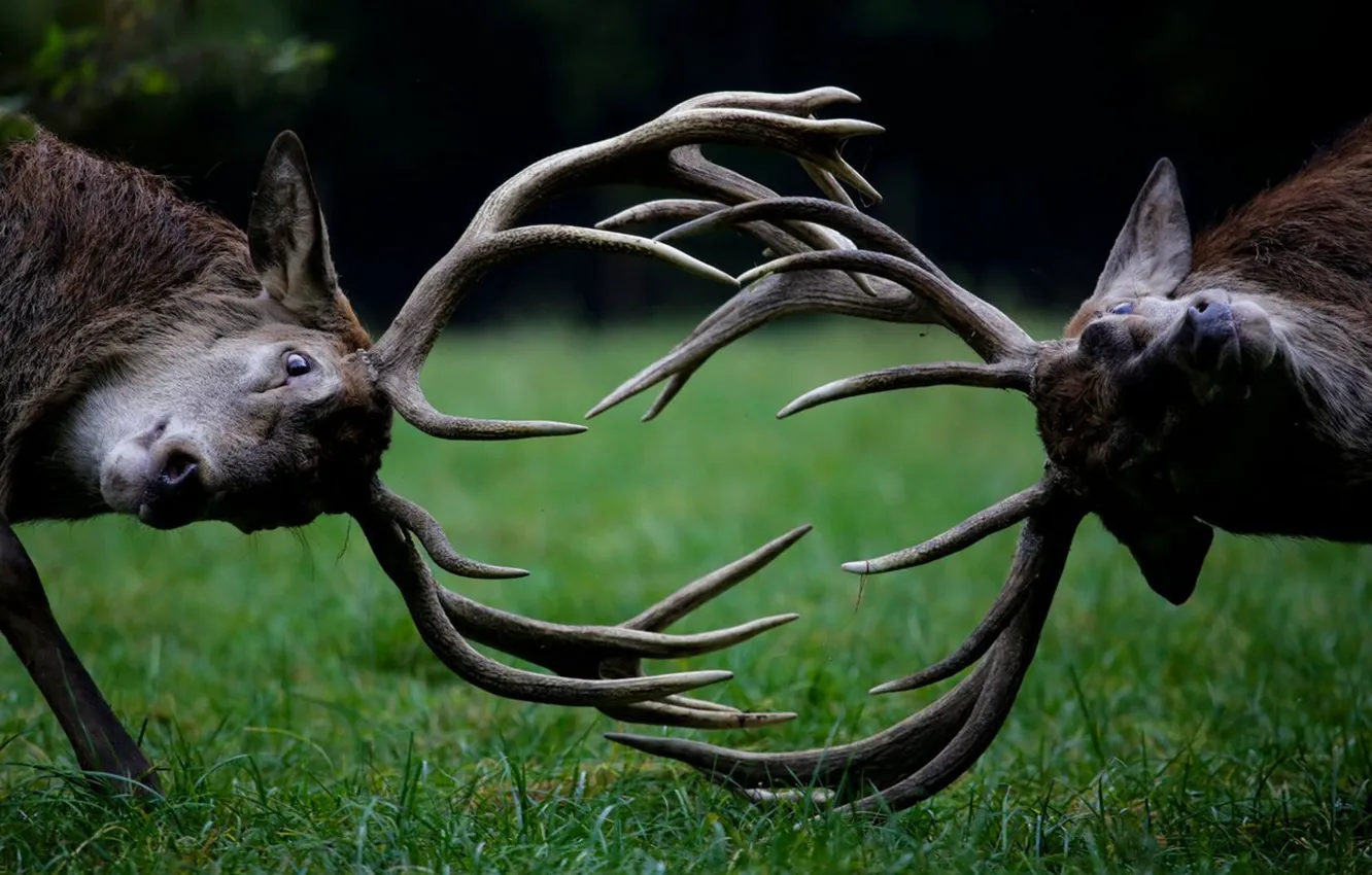 Фото обои ANIMAL, WILDLIFE, HORNS, BATTLE, DEER