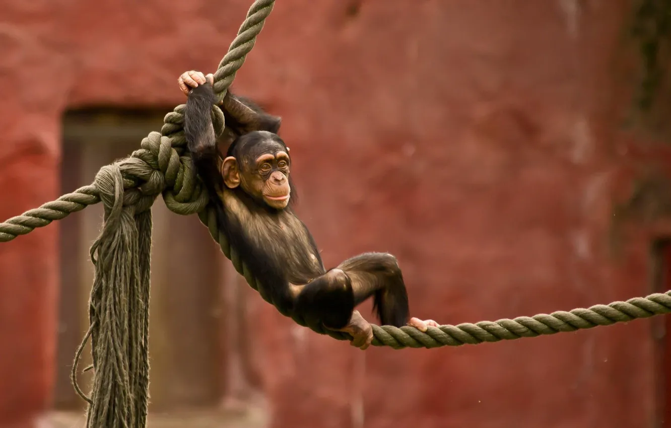 Фото обои фото, малыш, верёвка, шимпанзе