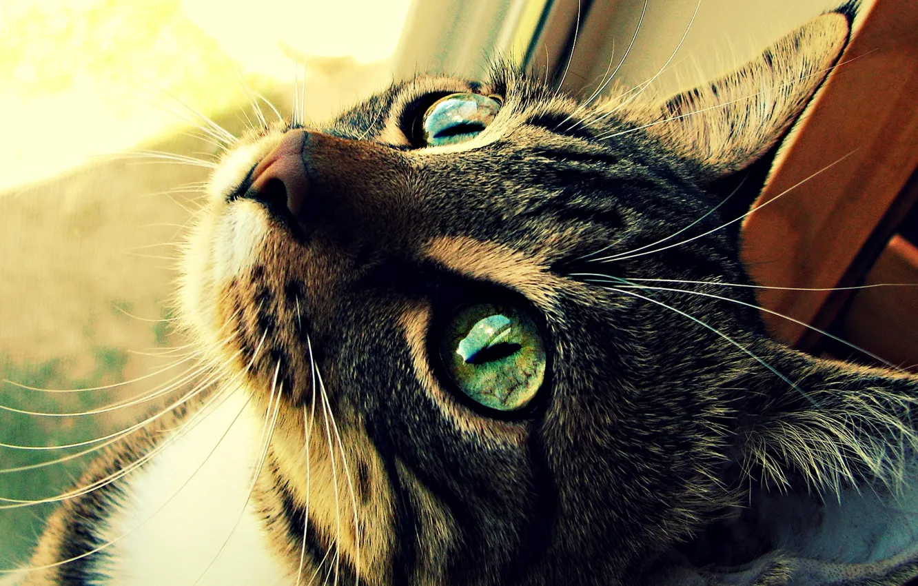 Фото обои кошка, глаза, кот, шерсть, зелёные, котэ
