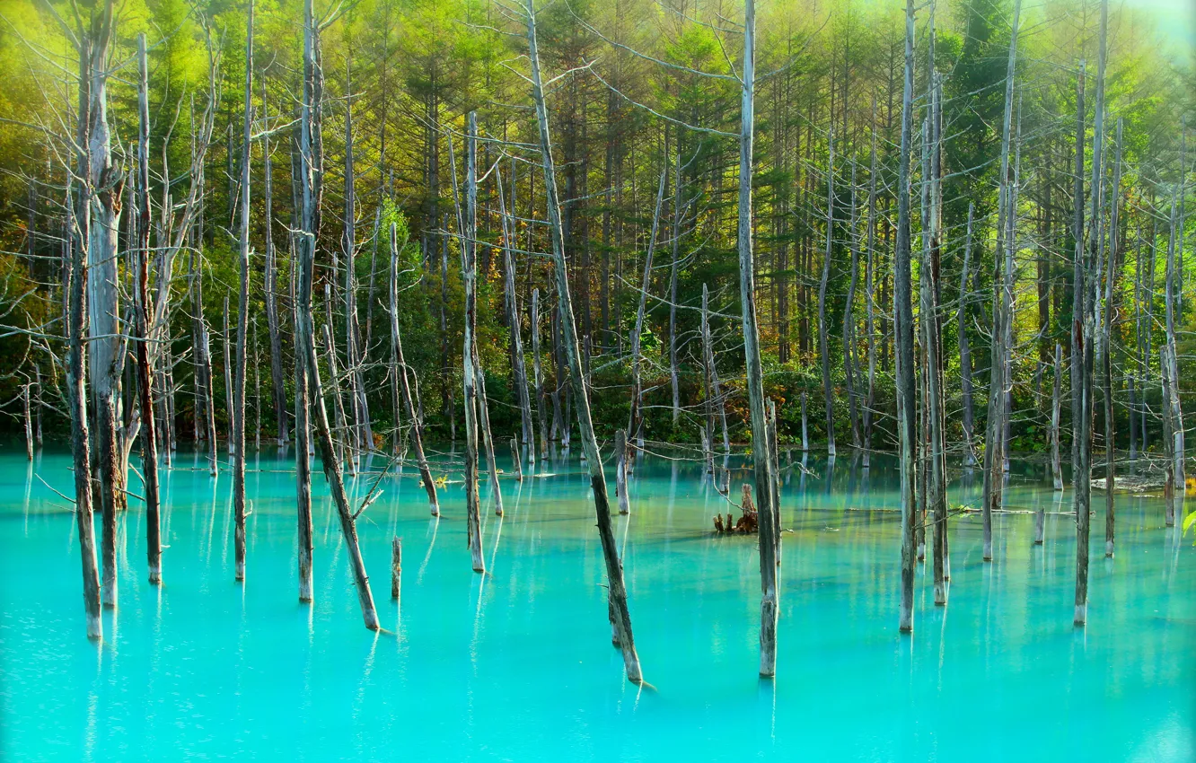 Фото обои лес, деревья, озеро, стволы, голубое