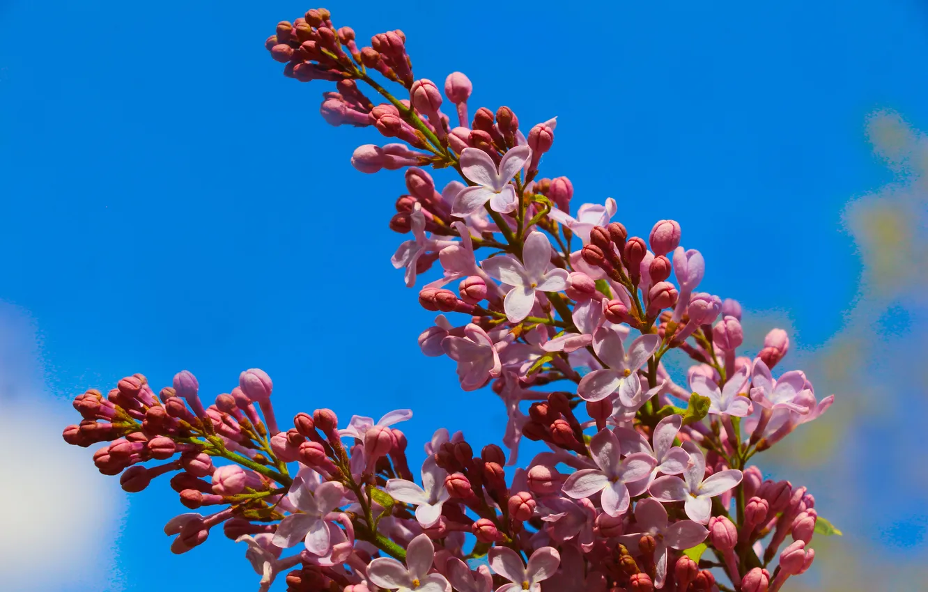Фото обои flower, spring, lilac, twig, blooming