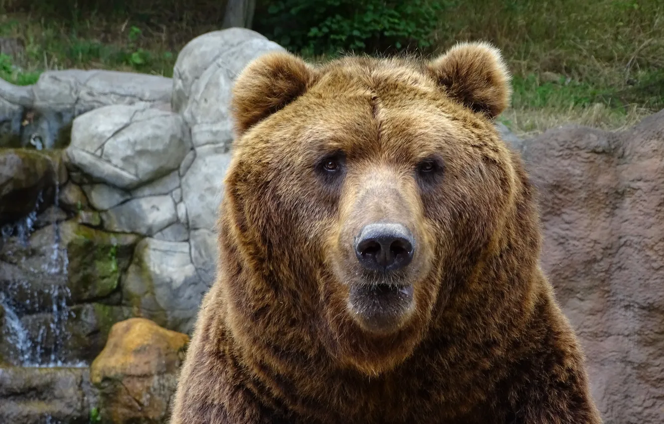 Фото обои взгляд, морда, портрет, медведь, зоопарк
