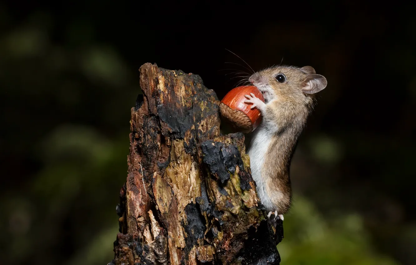 Фото обои природа, мышка, орех