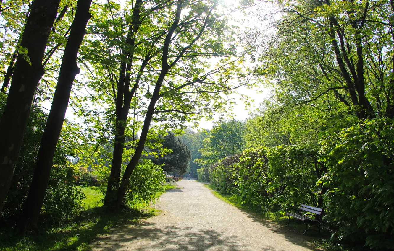 Фото обои trees, park, spring, alley