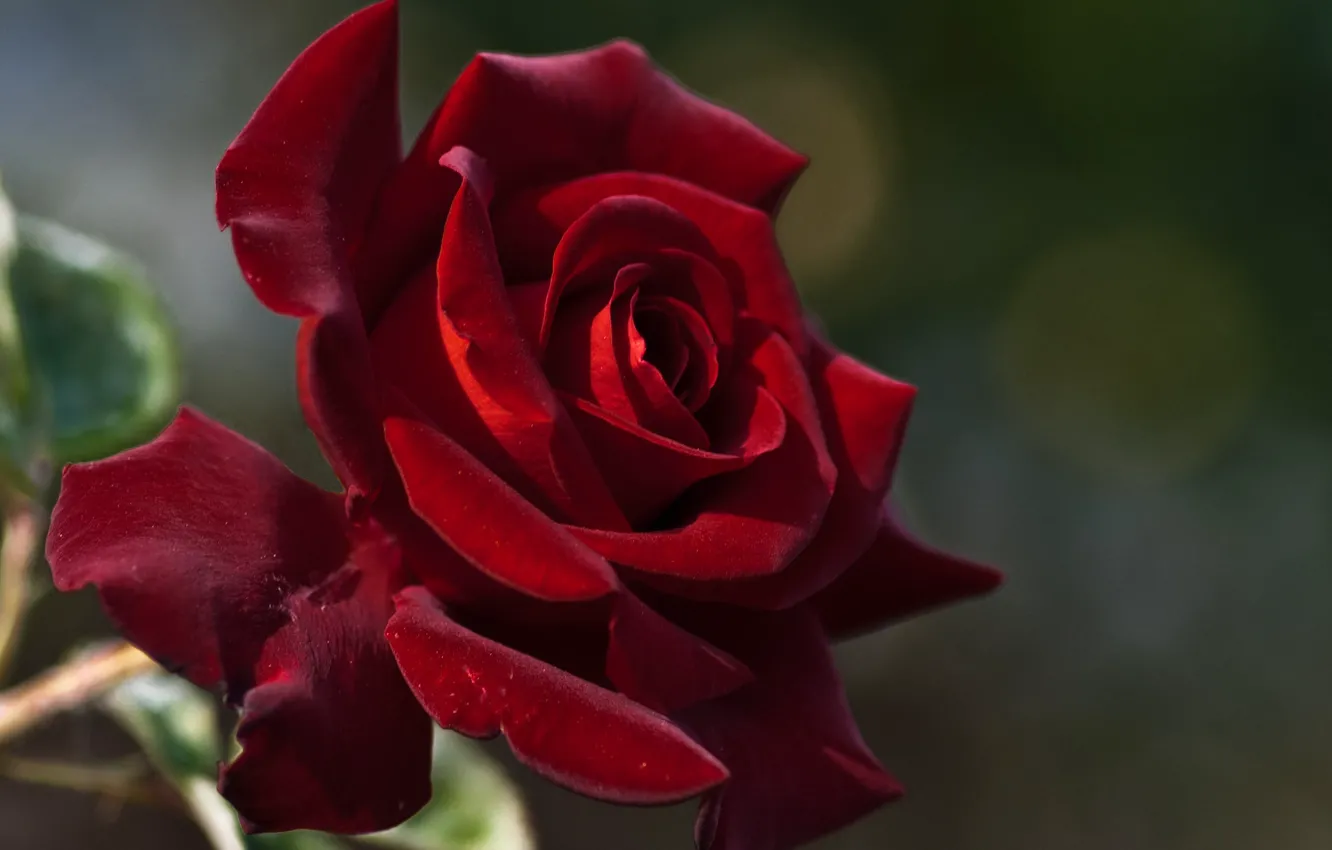 Фото обои роза, red, красная, Rose, боке, bokeh