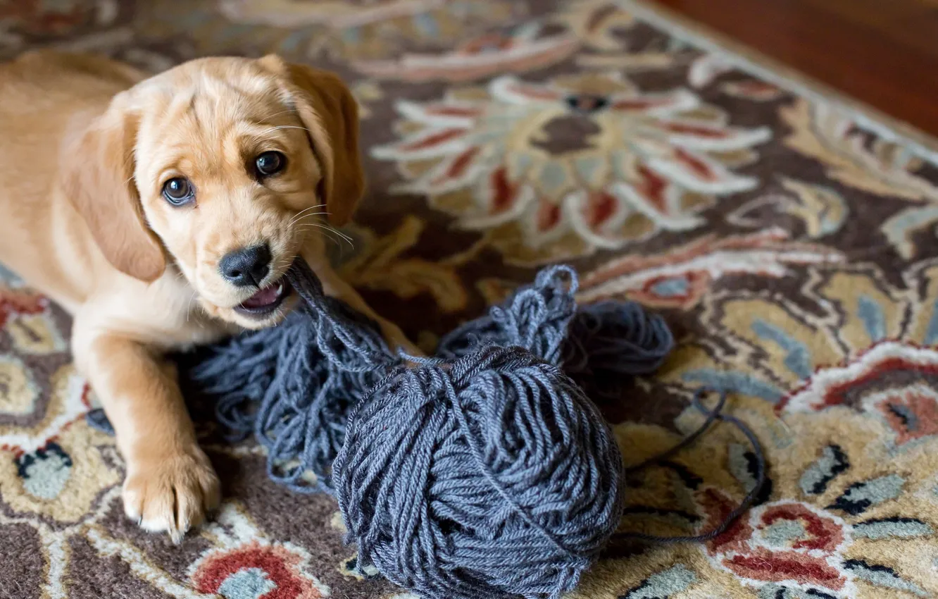 Фото обои взгляд, дома, собака, щенок