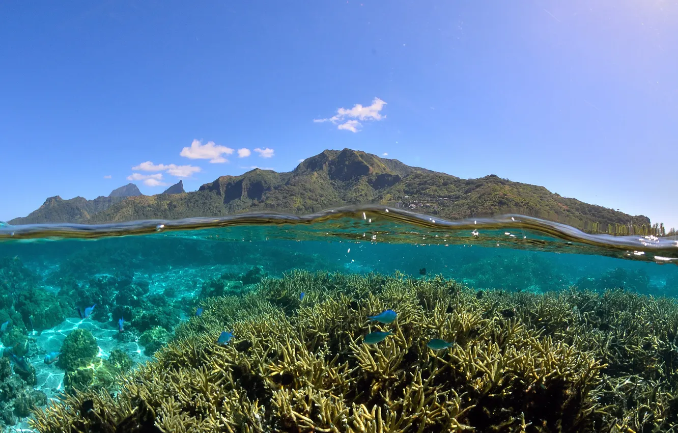 Фото обои Полинезия, Кораллы, Красота, лагуна, Муреа, Moorea, lagoon, Polynesia