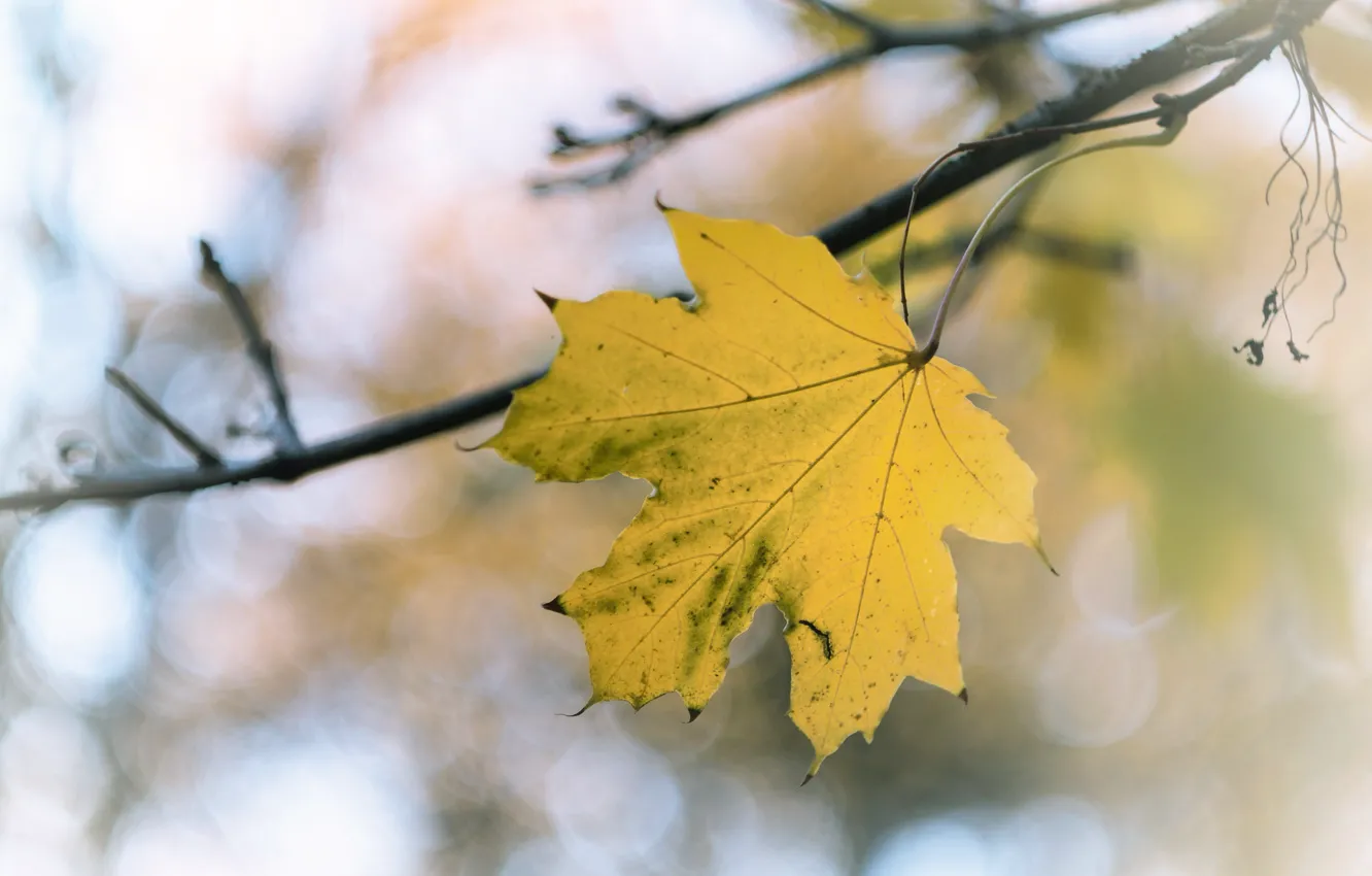 Фото обои осень, лист, ветка
