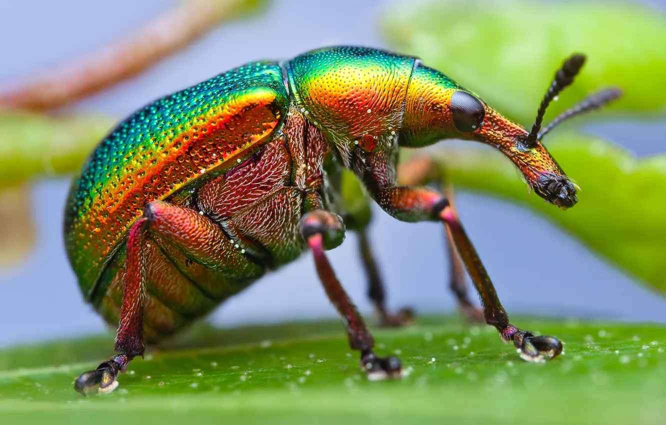 Фото обои макро, краски, жук, насекомое, долгоносик