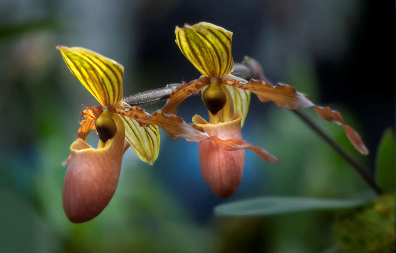Фото обои макро, природа, лепестки, экзотика, орхидея