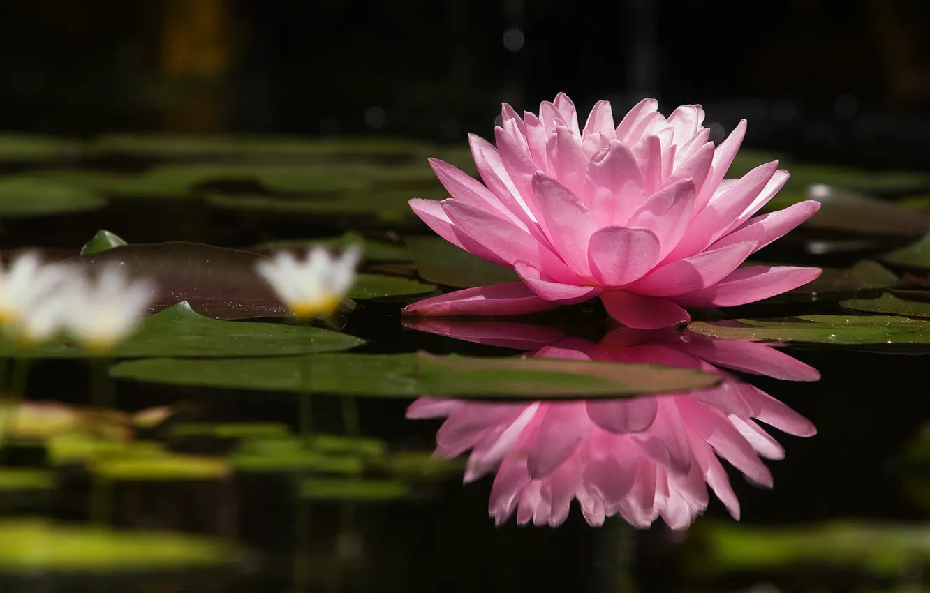 Фото обои цветок, озеро, розовый, нежность, Природа, красота, лепестки, лотос