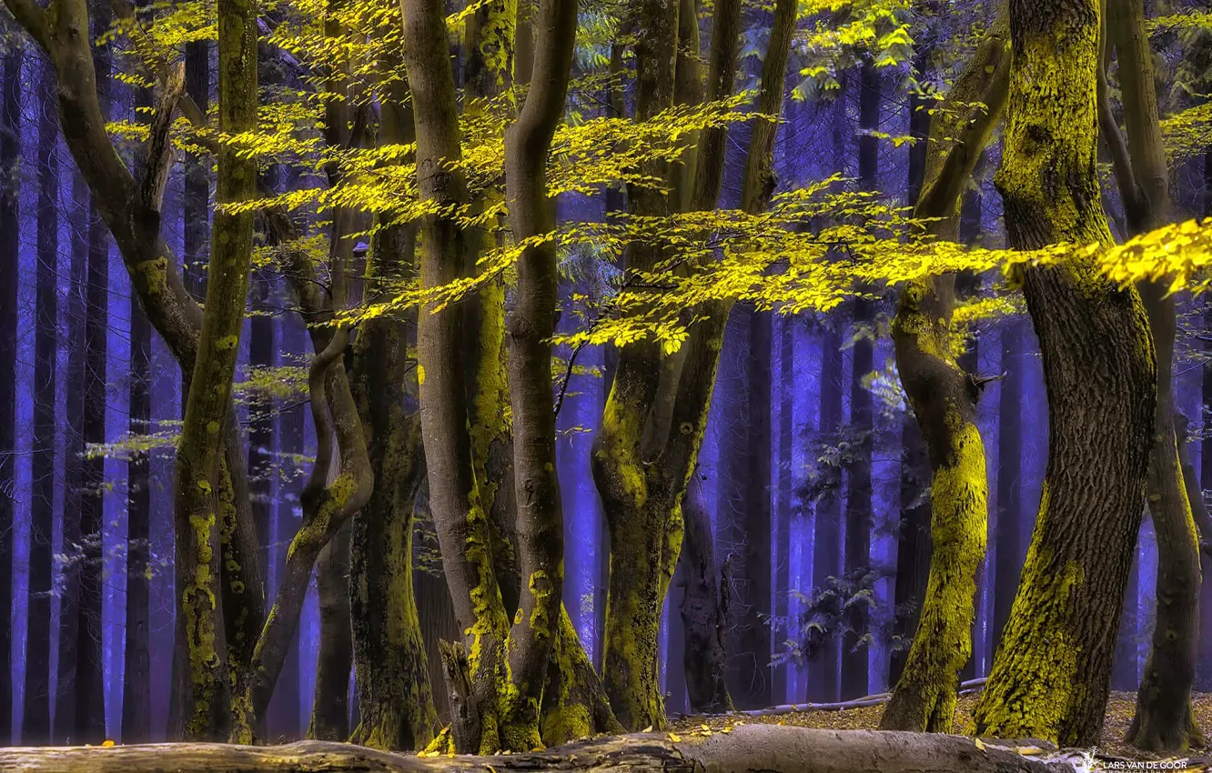 Фото обои лес, деревья, природа, дымка, синий туман