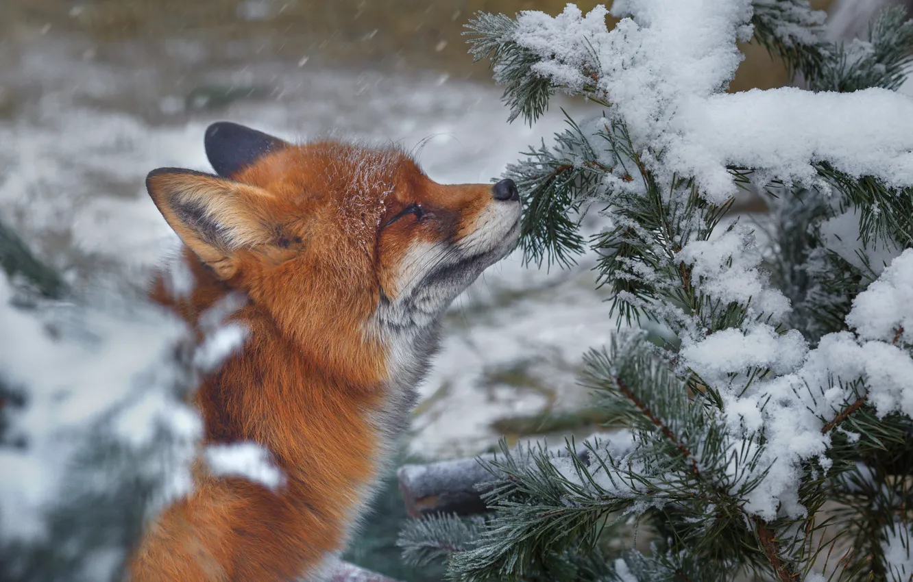 Фото обои зима, снег, природа, животное, ветка, лиса, хвоя, лисица