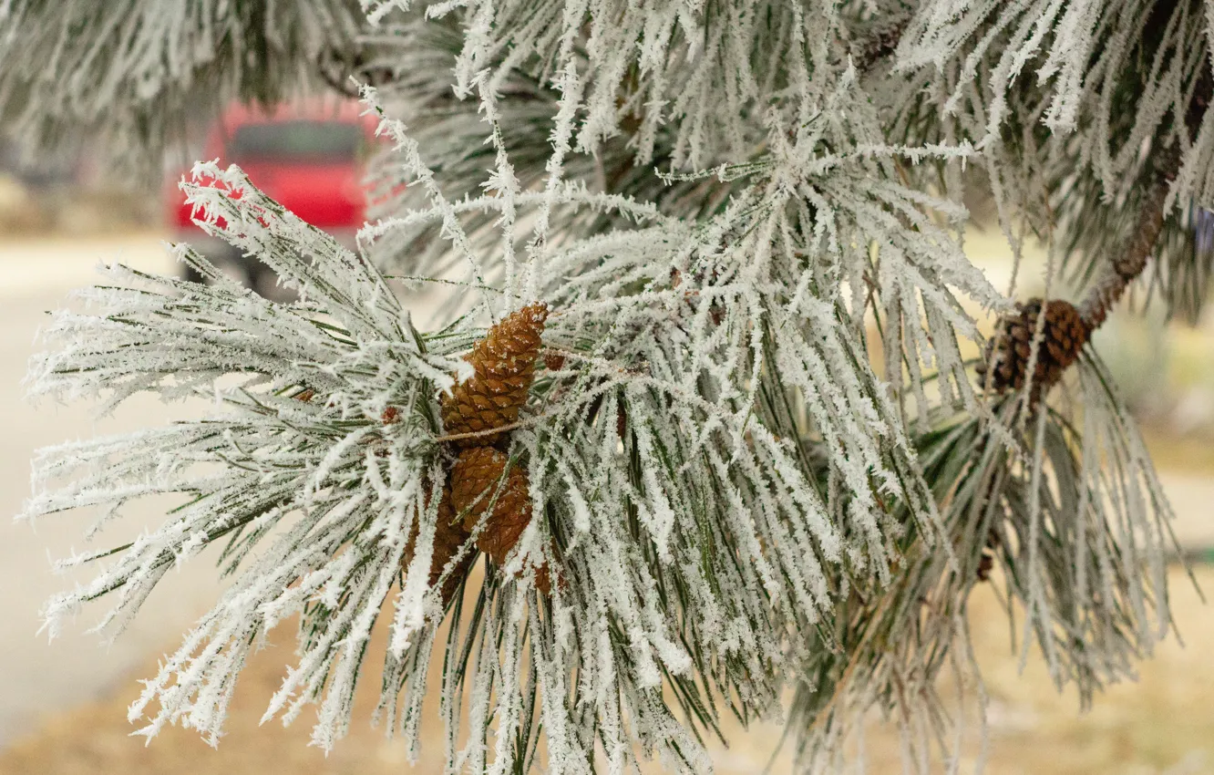 Фото обои холод, зима, иней, елка, новый год, рождество, Снег, christmas