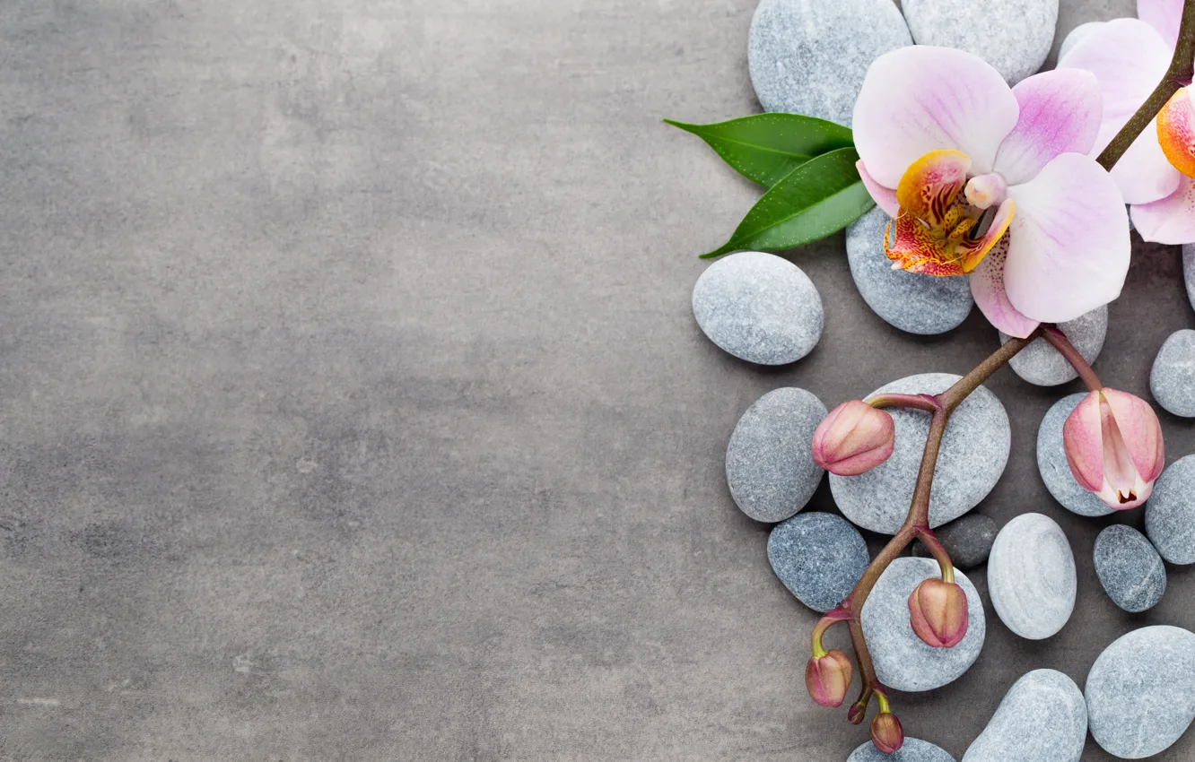 Фото обои камни, орхидея, pink, flowers, orchid, spa
