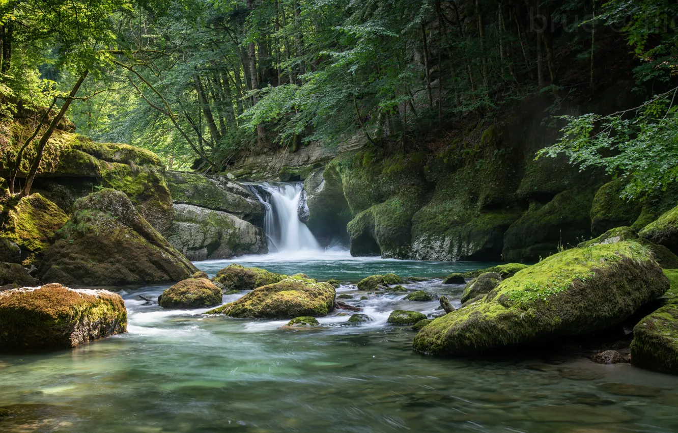 Фото обои лес, река, камни, водопад, мох, Швейцария, Switzerland, Санкт-Галлен