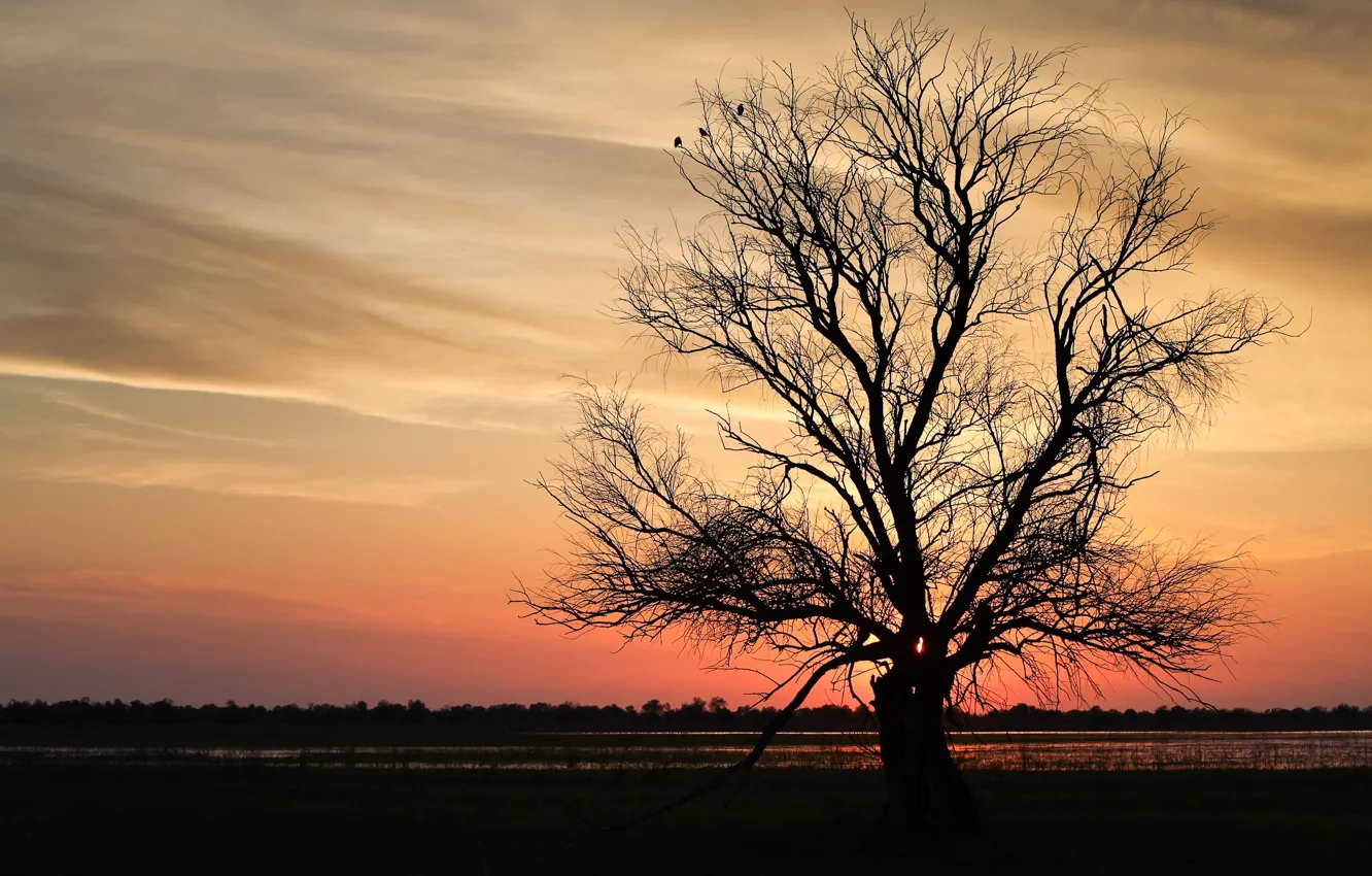 Фото обои закат, ветки, дерево