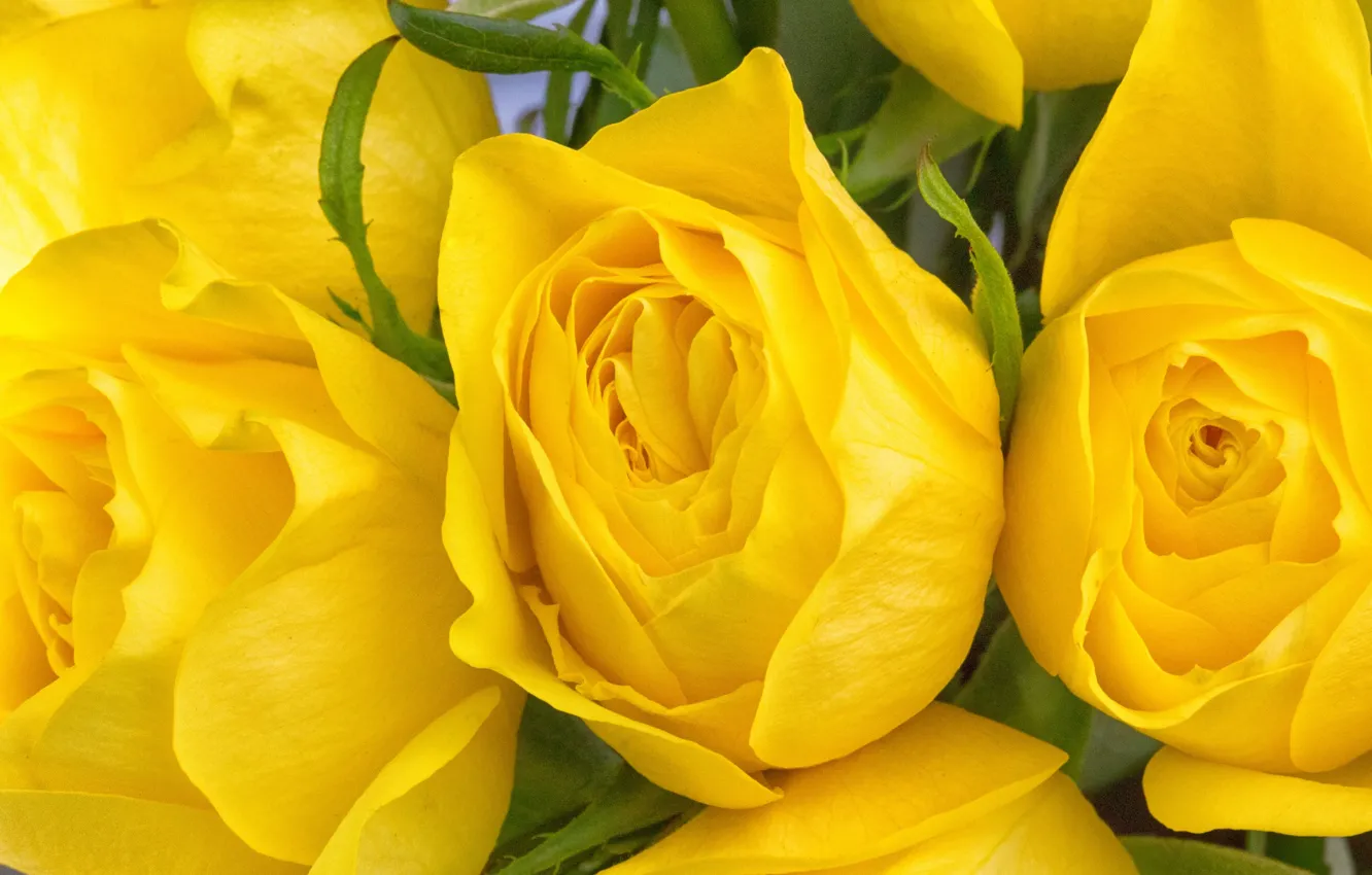 Фото обои макро, розы, бутоны, жёлтые розы