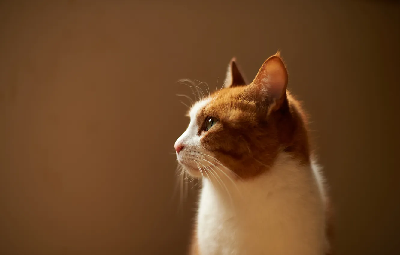 Фото обои кошка, кот, фон, бело-рыжая