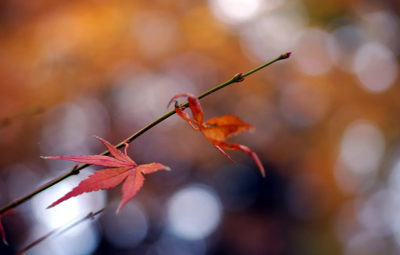 Фото обои листья, природа, фон