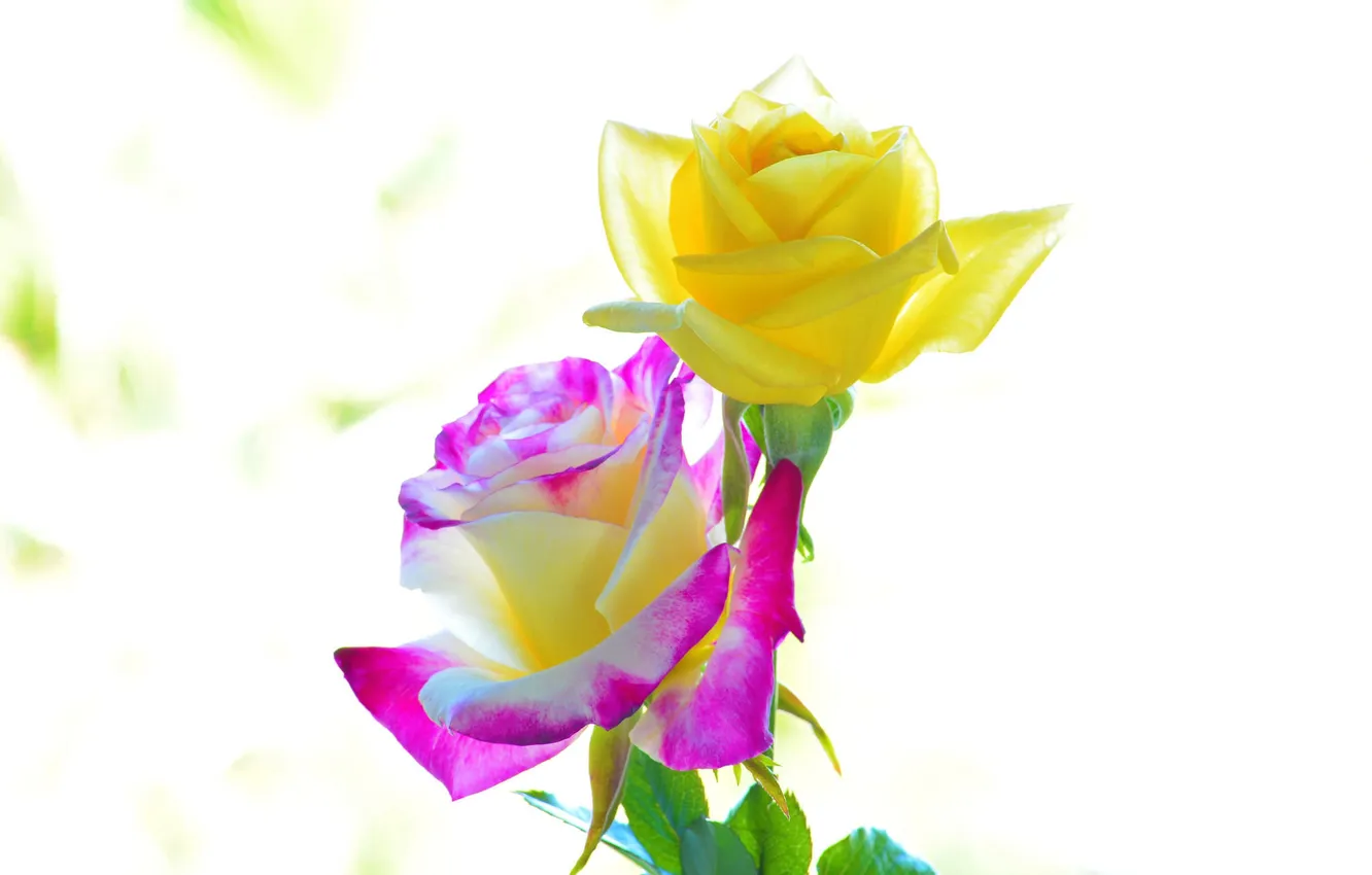 Фото обои макро, фон, две, цвет, розы, красота, лепестки