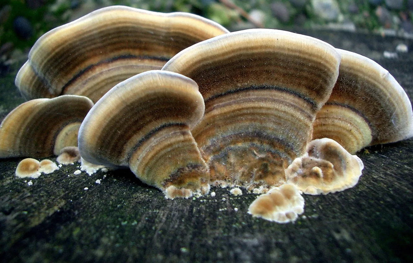 Фото обои гриб, древесина, чага