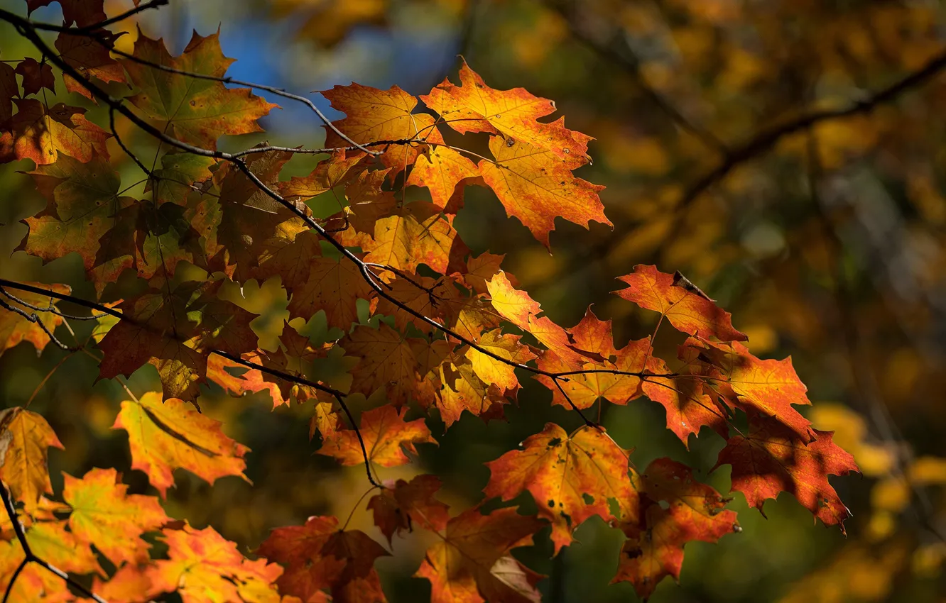 Фото обои осень, листья, солнце, деревья, ветки, парк, Канада, Монреаль