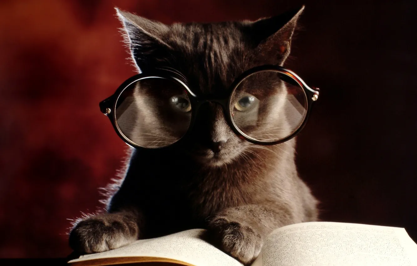 Фото обои кошка, котенок, очки, книга