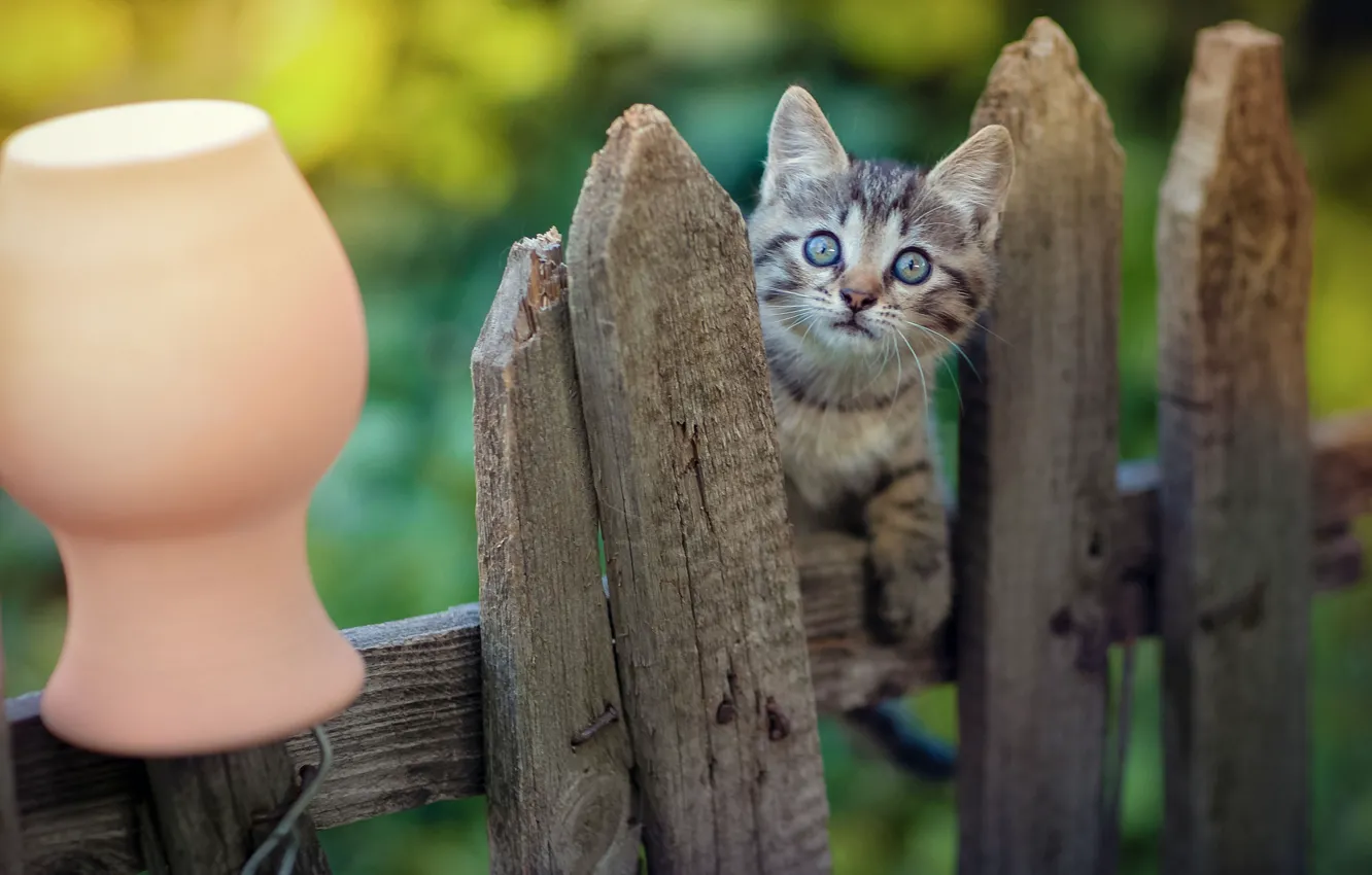 Фото обои взгляд, забор, малыш, мордочка, котёнок, крынка