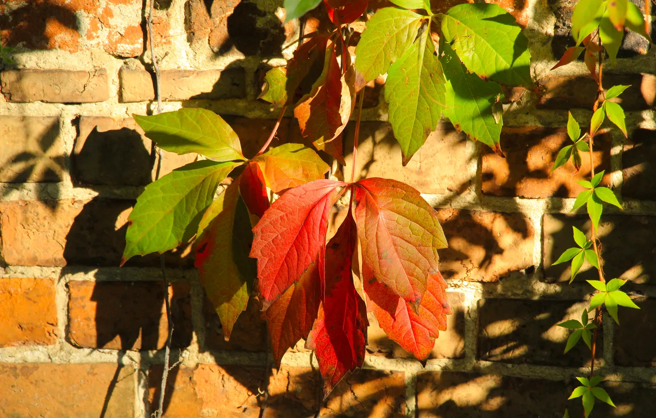 Фото обои wall, bricks, autumn, leafs, color, fall
