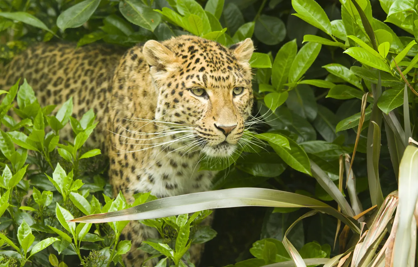 Фото обои усы, морда, листва, хищник, леопард, leopard, кустарник, panthera pardus
