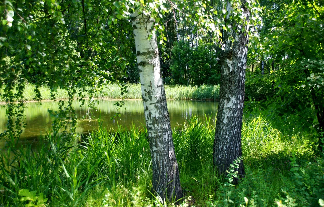 Фото обои зелень, лето, трава, деревья, пруд, березы