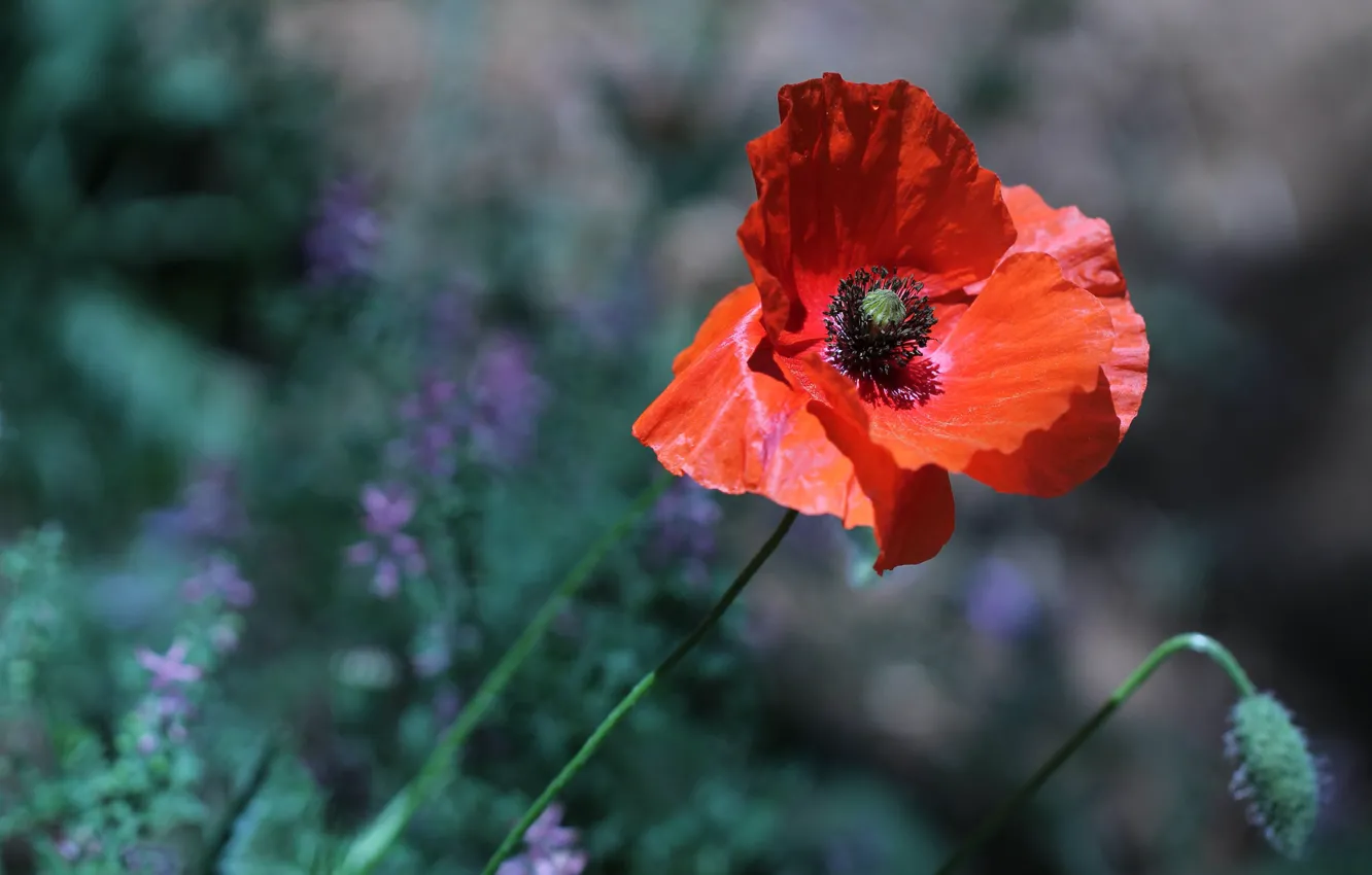 Фото обои свет, цветы, красный, фон, один, мак, маки, лепестки