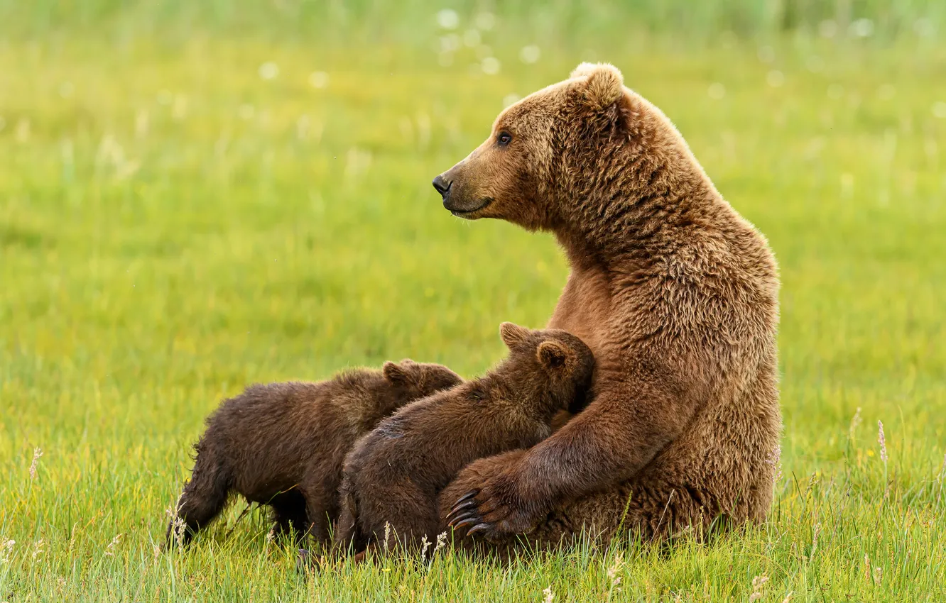 Фото обои трава, поза, поляна, медведь, медведи, профиль, малыши, медвежата