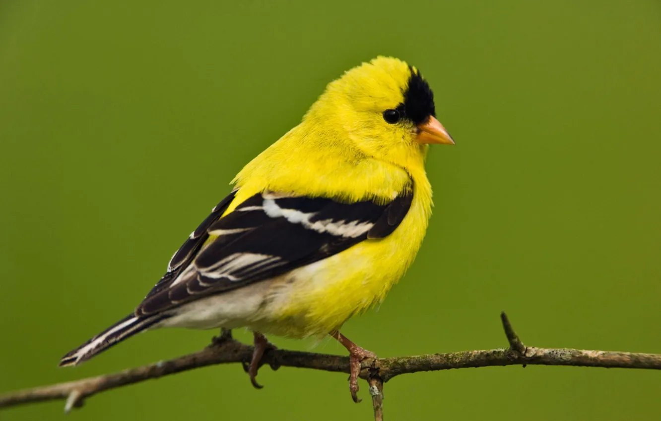 Фото обои белый, жёлтый, чёрный, птица, ветка, оперение