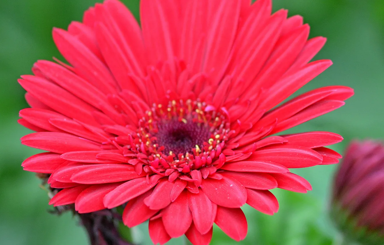 Фото обои Макро, Красный цветок, Red flower