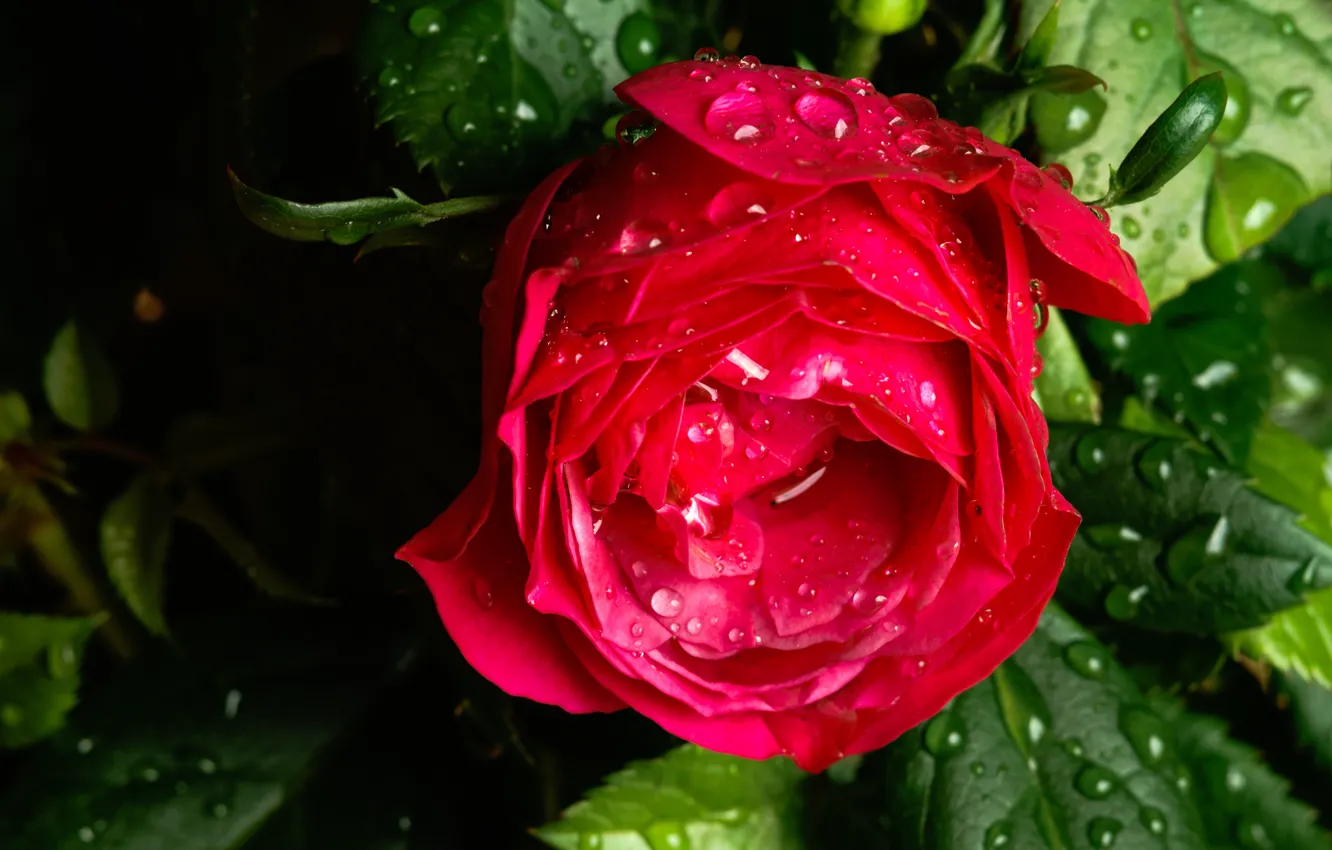 Фото обои капли, макро, роза, бутон, после дождя