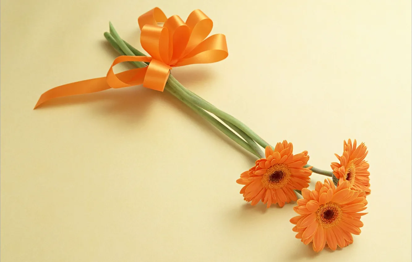Фото обои цветы, оранжевый, герберы, бантик