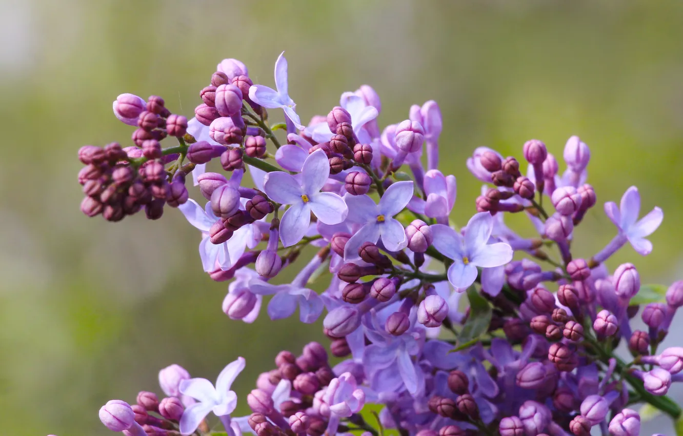 Фото обои flower, spring, lilac