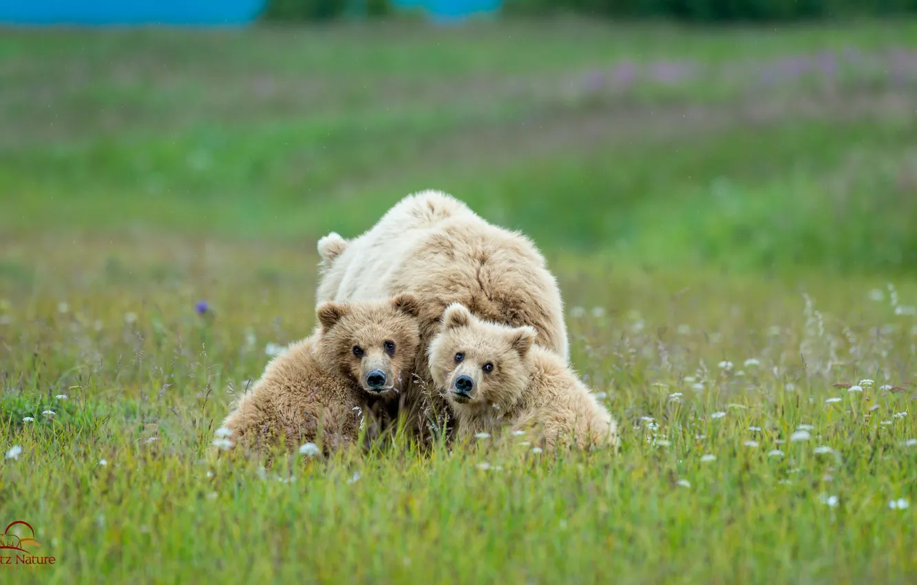 Фото обои семья, медведи, медвежата