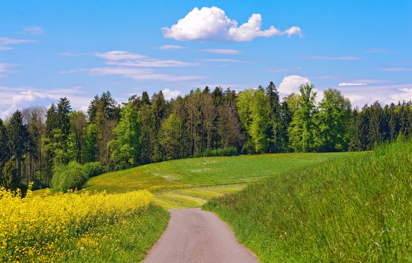 Фото обои дорога, поле, лес, лето, небо, облака, деревья, цветы