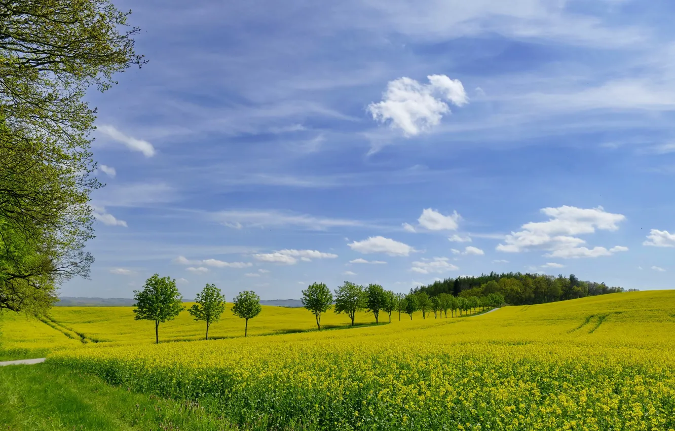 Фото обои зелень, поле, небо, трава, фото