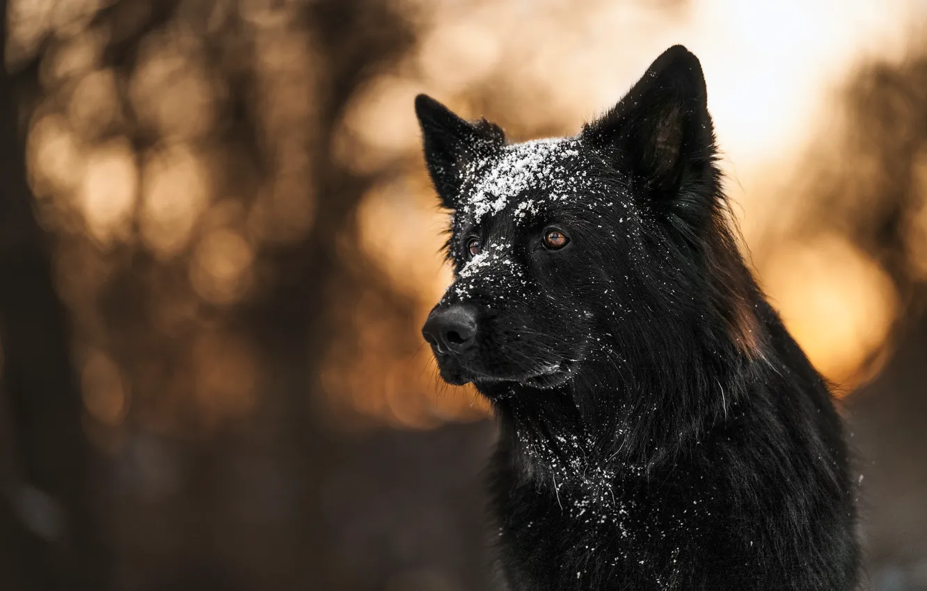 Фото обои морда, снег, собака, боке, Немецкая овчарка